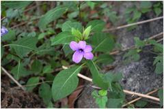 Barleria montana